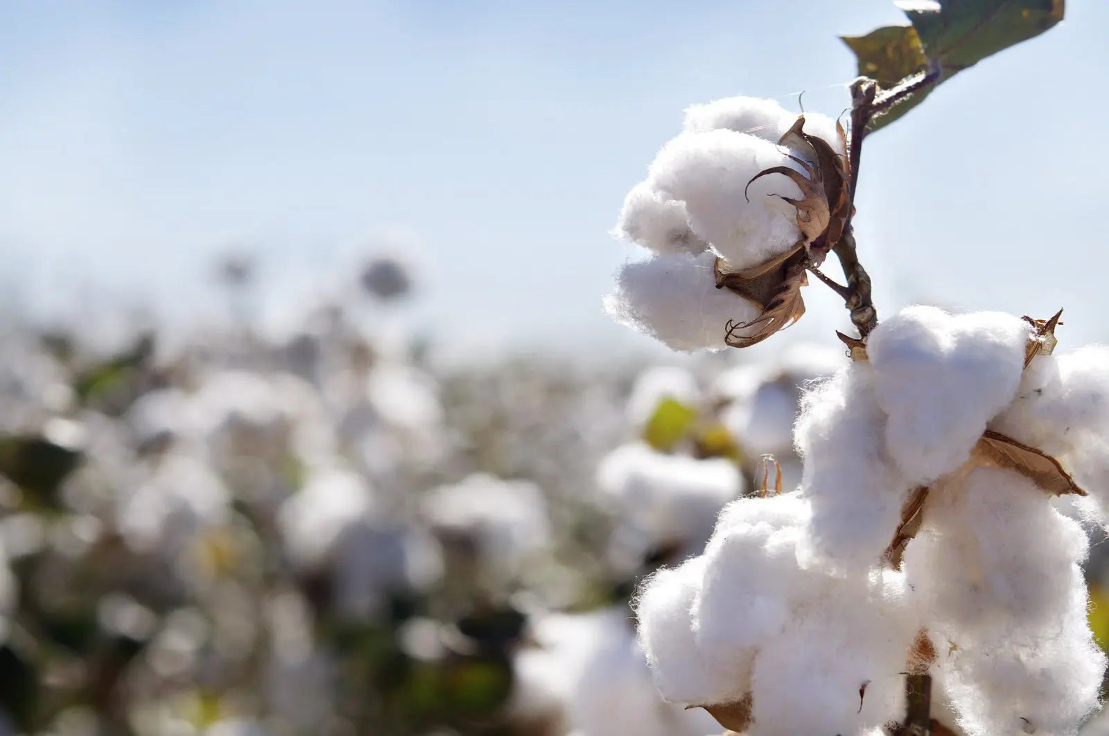 Different Cotton Types Explained: Supima vs. Pima vs. 100% Cotton vs. Turkish Cotton